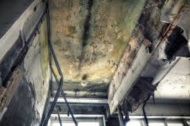 Why You Should Choose Our Mold Remediation Services in Lake Mack Forest Hills, FL